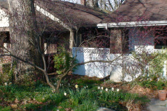 Magnolia-Trees-197