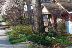 Magnolia-Trees-198