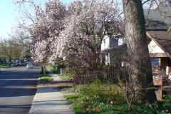 Magnolia-Trees-199