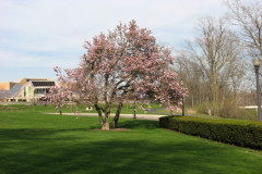 Magnolia-Trees-2-104