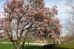 Magnolia-Trees-2-111