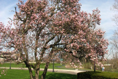 Magnolia-Trees-2-113