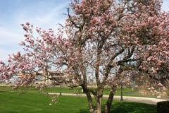 Magnolia-Trees-2-119