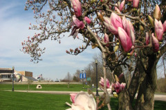 Magnolia-Trees-2-128