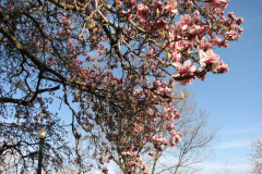 Magnolia-Trees-2-138