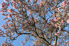 Magnolia-Trees-2-139