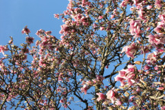 Magnolia-Trees-2-141