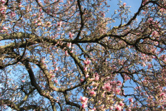 Magnolia-Trees-2-147