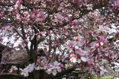 Magnolia-Trees-2-34