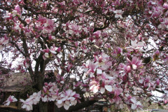 Magnolia-Trees-2-35