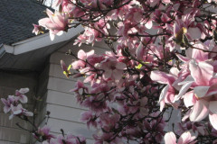 Magnolia-Trees-2-48