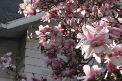 Magnolia-Trees-2-49