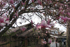 Magnolia-Trees-2-64