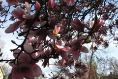 Magnolia-Trees-2-65