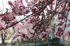 Magnolia-Trees-2-72