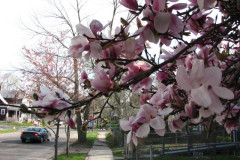 Magnolia-Trees-2-73