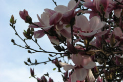Magnolia-Trees-2-80