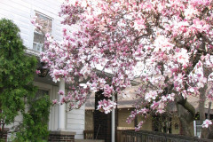 Magnolia-Trees-2-96