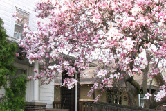 Magnolia-Trees-2-97