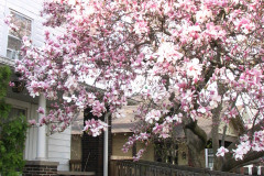 Magnolia-Trees-2-98