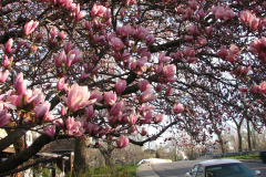 Magnolia-Trees-2
