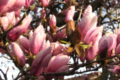 Magnolia-Trees-20
