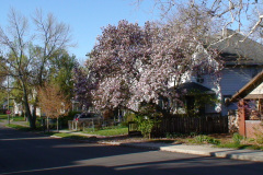 Magnolia-Trees-202