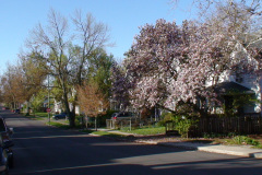 Magnolia-Trees-203