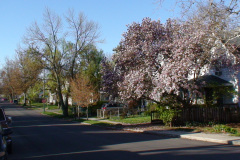 Magnolia-Trees-204