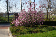 Magnolia-Trees-205