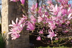 Magnolia-Trees-206