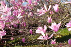Magnolia-Trees-207