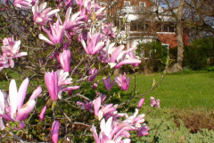 Magnolia-Trees-208