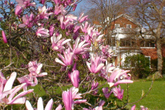 Magnolia-Trees-209