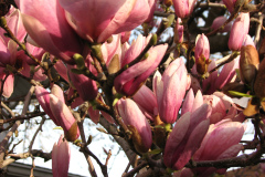 Magnolia-Trees-21