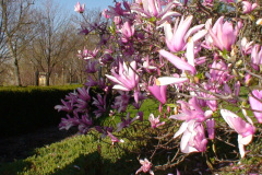 Magnolia-Trees-210