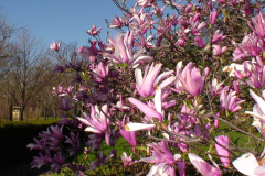 Magnolia-Trees-211