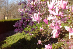 Magnolia-Trees-212