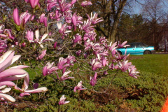 Magnolia-Trees-213