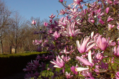 Magnolia-Trees-214