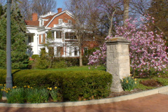 Magnolia-Trees-218