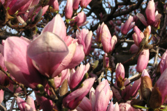 Magnolia-Trees-22