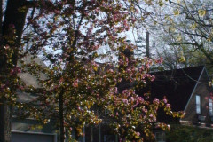 Magnolia-Trees-224