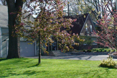 Magnolia-Trees-225