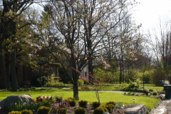 Magnolia-Trees-226