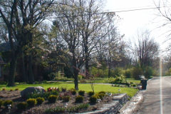 Magnolia-Trees-227