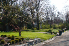 Magnolia-Trees-228