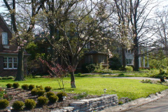 Magnolia-Trees-229