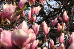 Magnolia-Trees-23