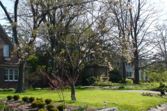 Magnolia-Trees-230